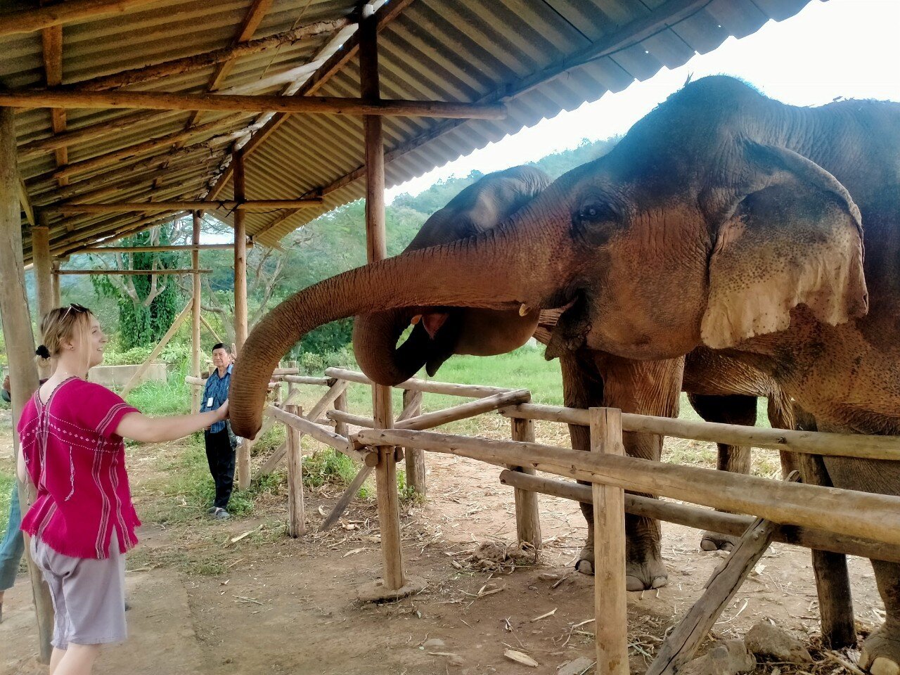 Elephant Feeding