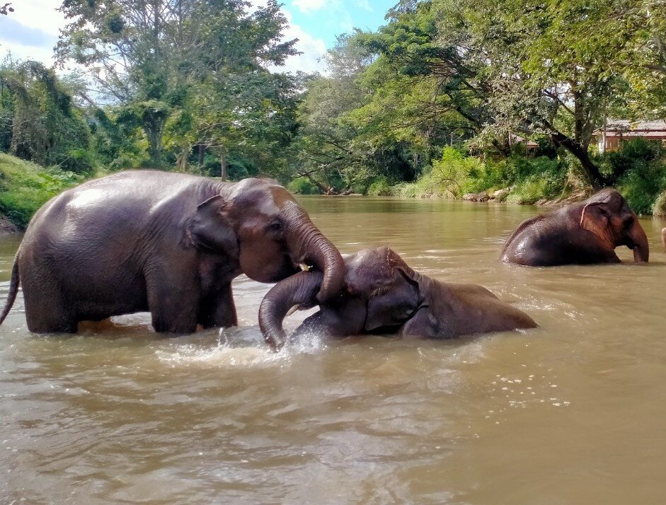 Elephant Bliss elephants