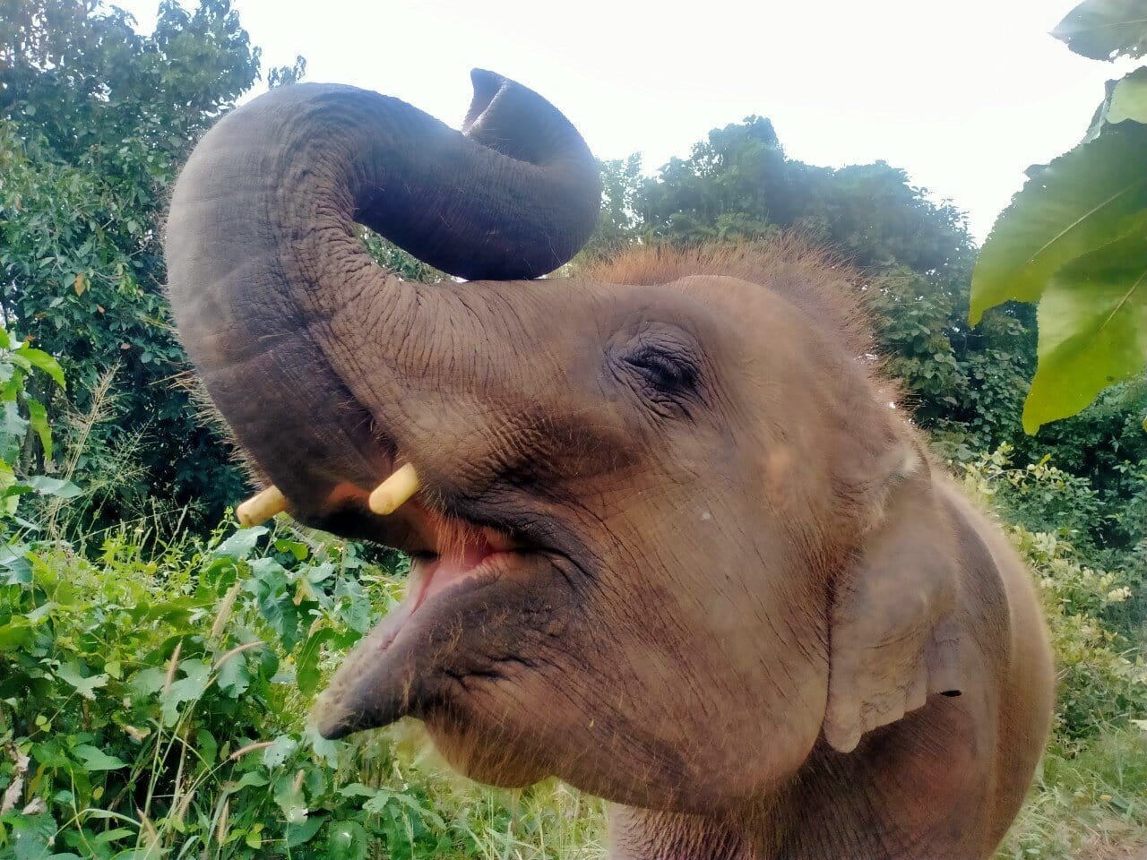 Visitors with elephants at Elephant Bliss