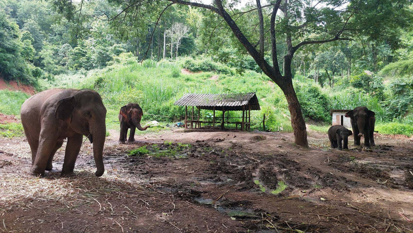 Elephant Bliss Chiang Mai