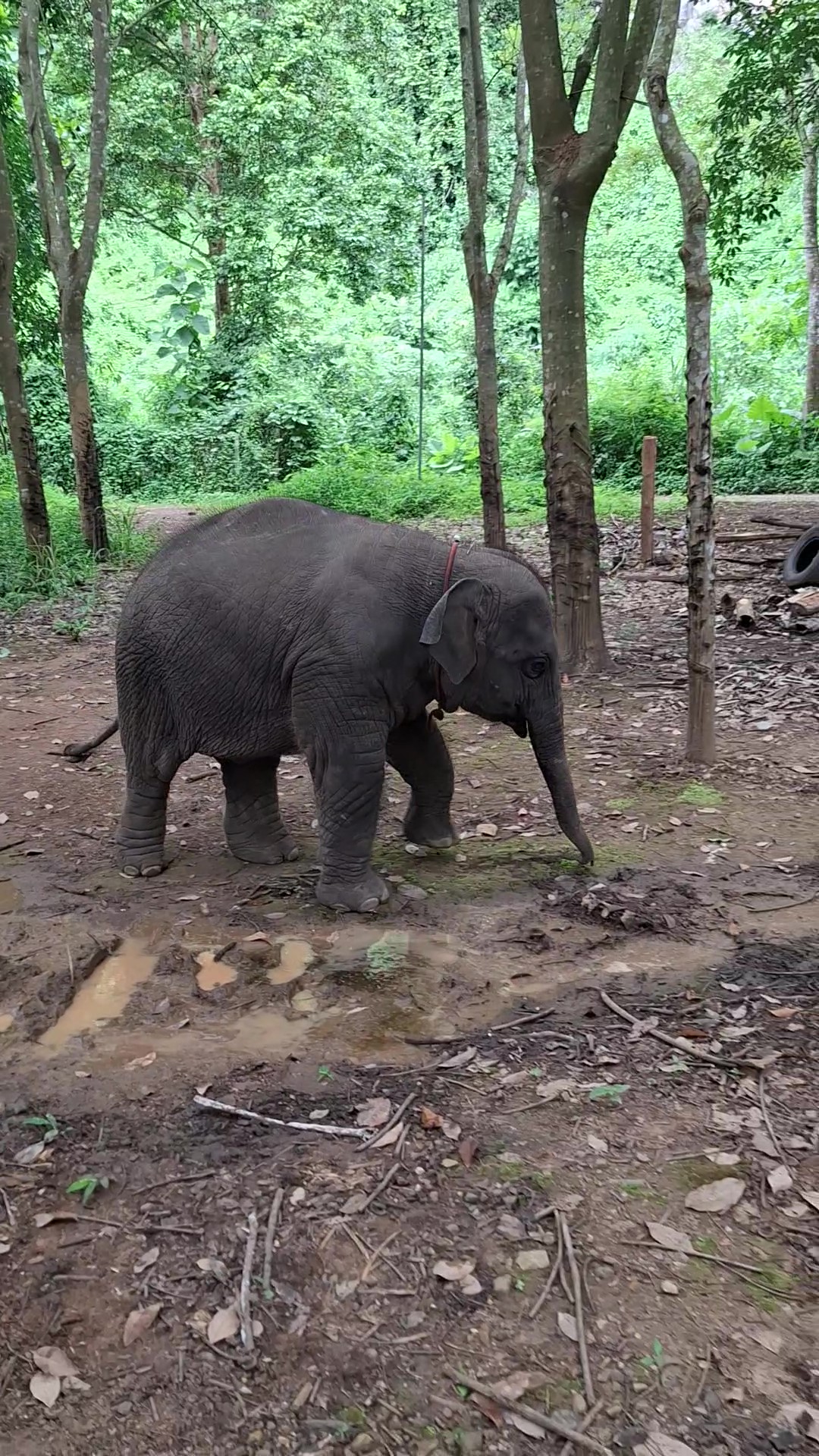 Huk Khun at Elephant Bliss Chiang Mai