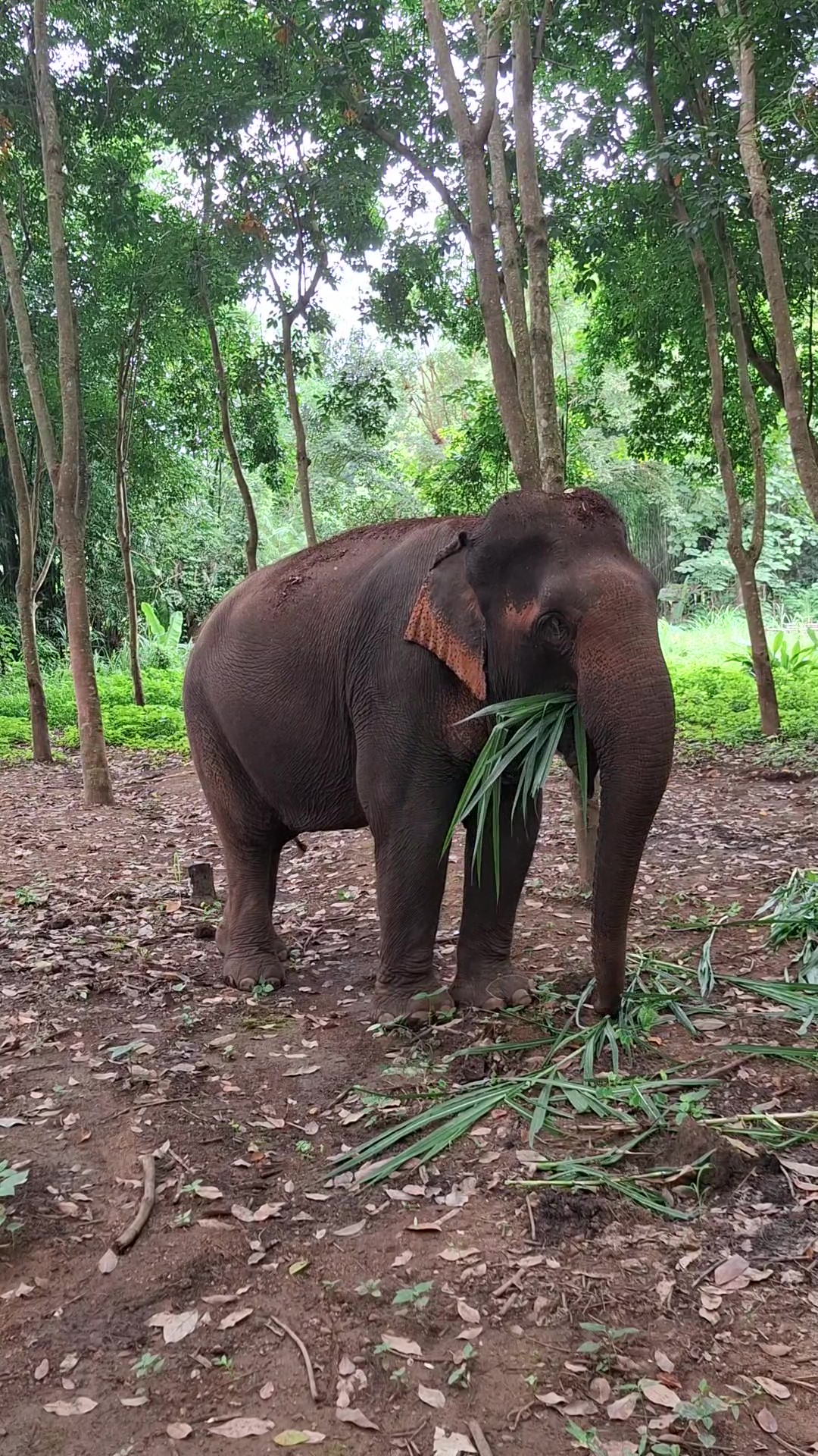 Mae Bua at Elephant Bliss Chiang Mai