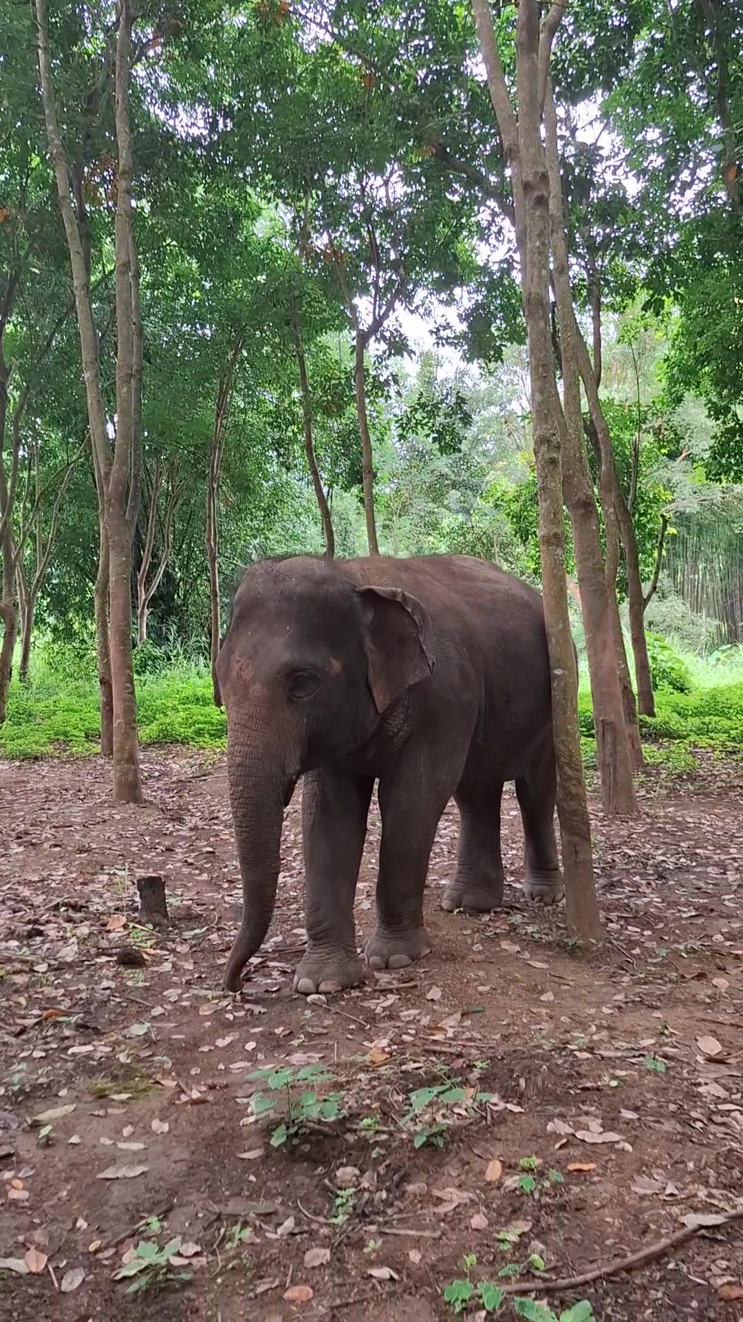 Mae Mina at Elephant Bliss Chiang Mai