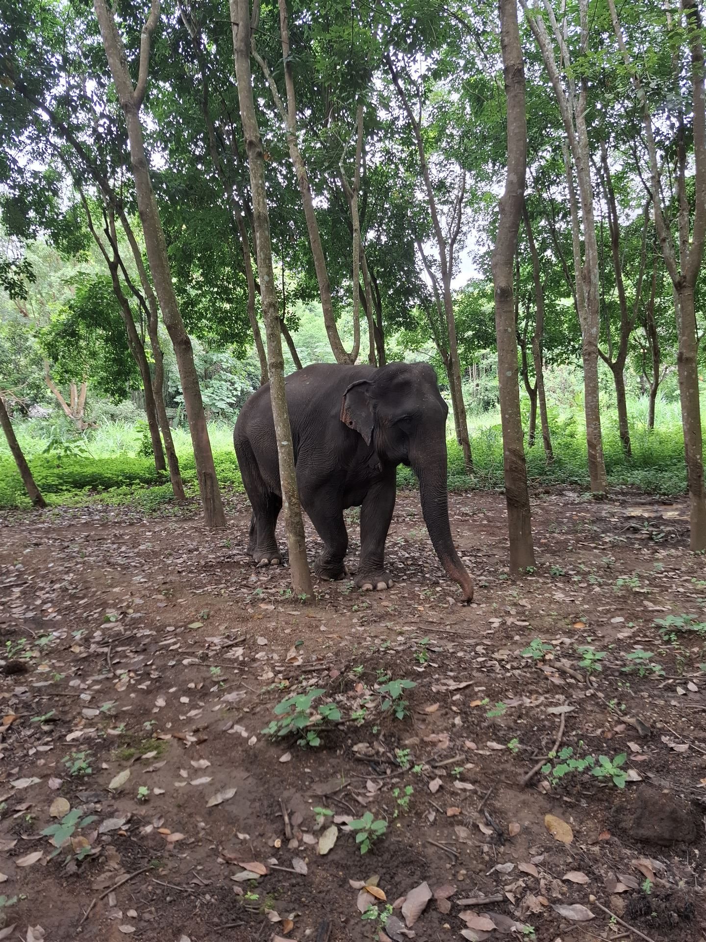 Mae Wong at Elephant Bliss Chiang Mai