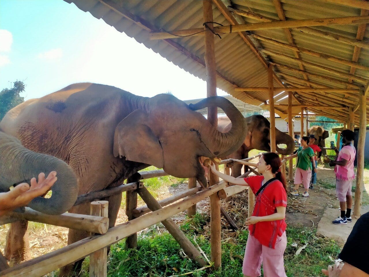 Elephant Bliss Afternoon Tour