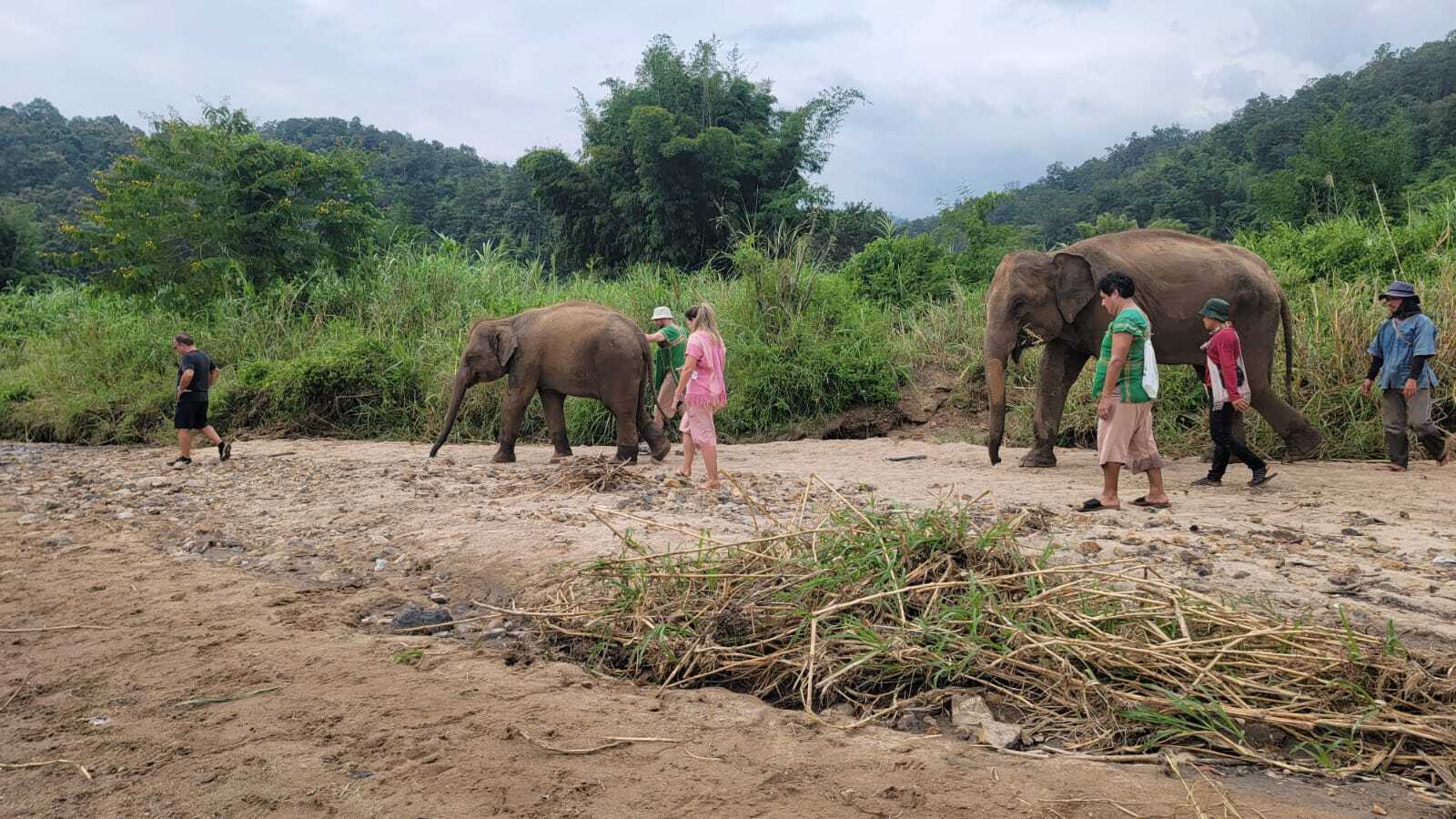 Elephant Bliss Morning Tour