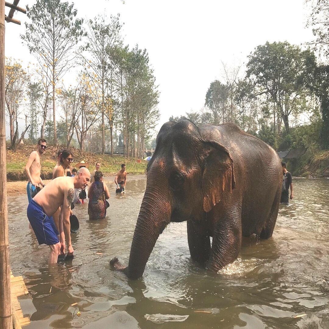 Elephant Swimming & Bathing photo 1