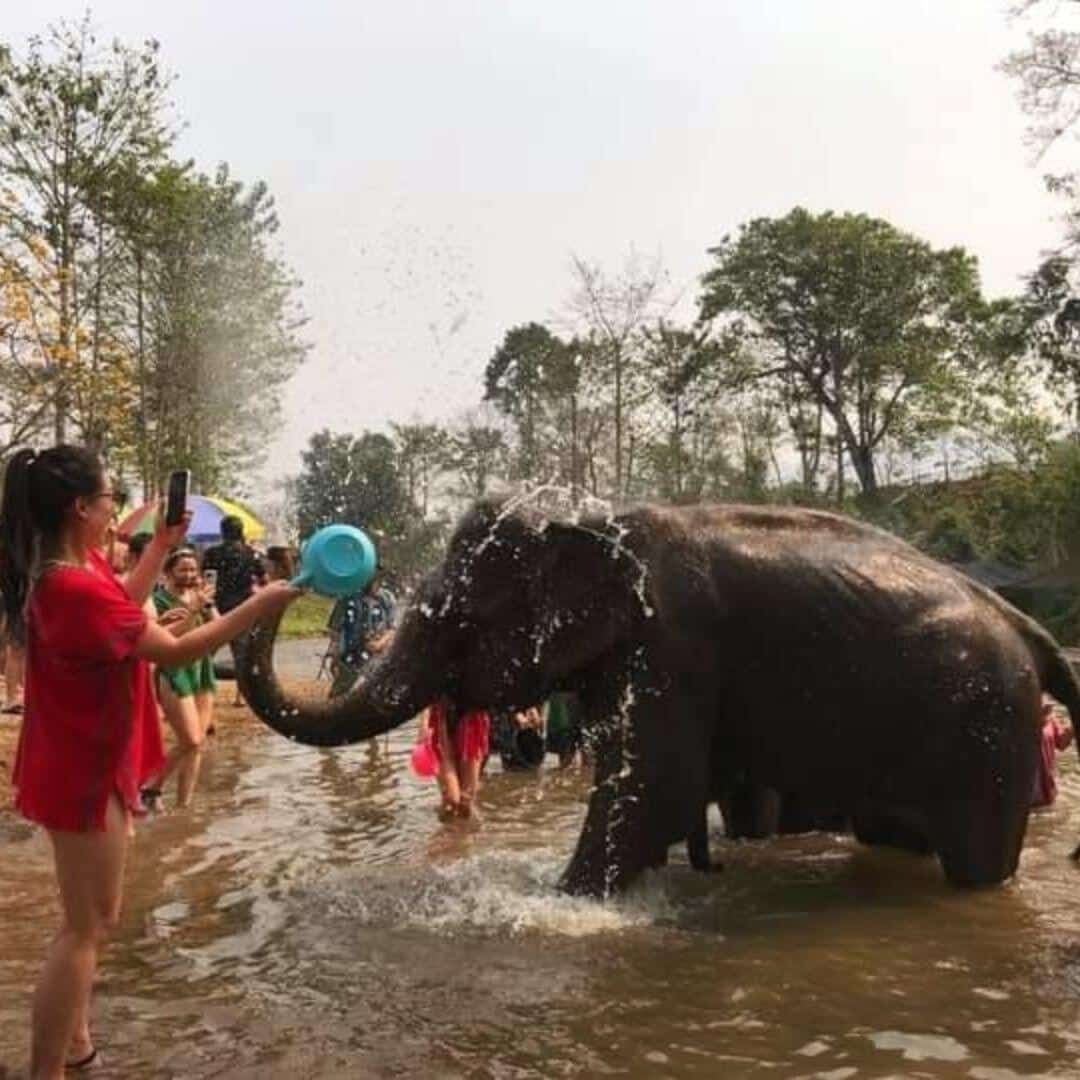 Elephant Swimming & Bathing photo 5