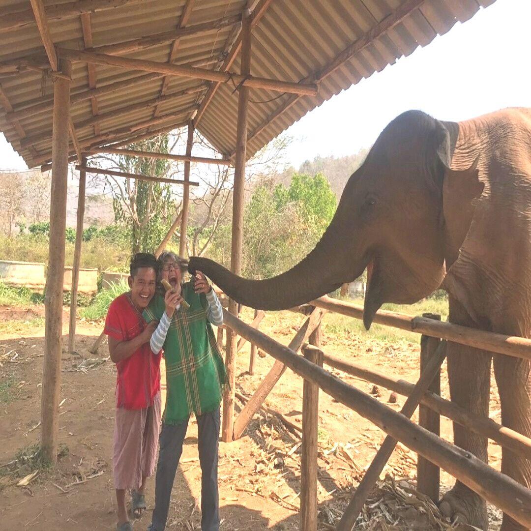 Feed The Supplements To The Elephants photo 1