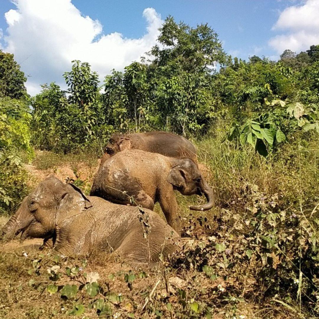 Elephant Jungle Hike photo 2