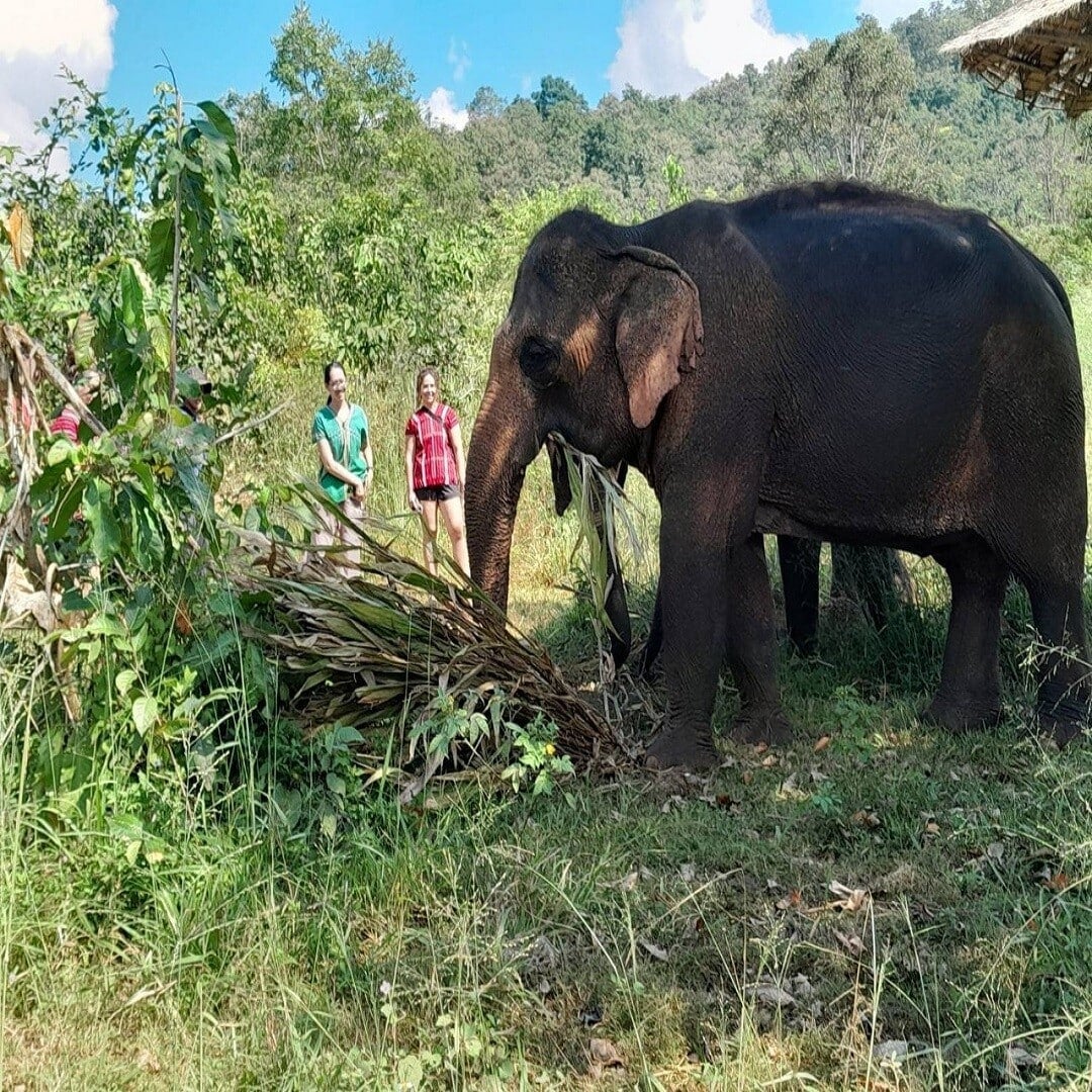 Elephant Jungle Hike photo 3