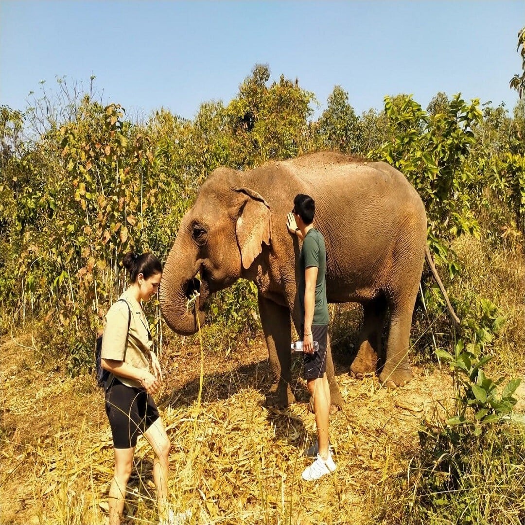 Elephant Jungle Hike photo 4