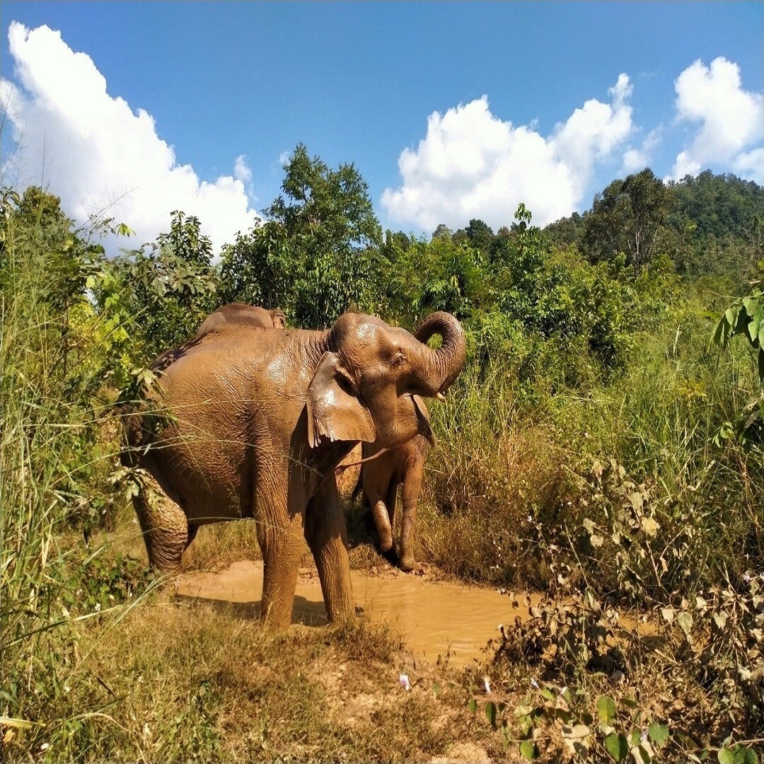 Elephant Jungle Hike photo 1