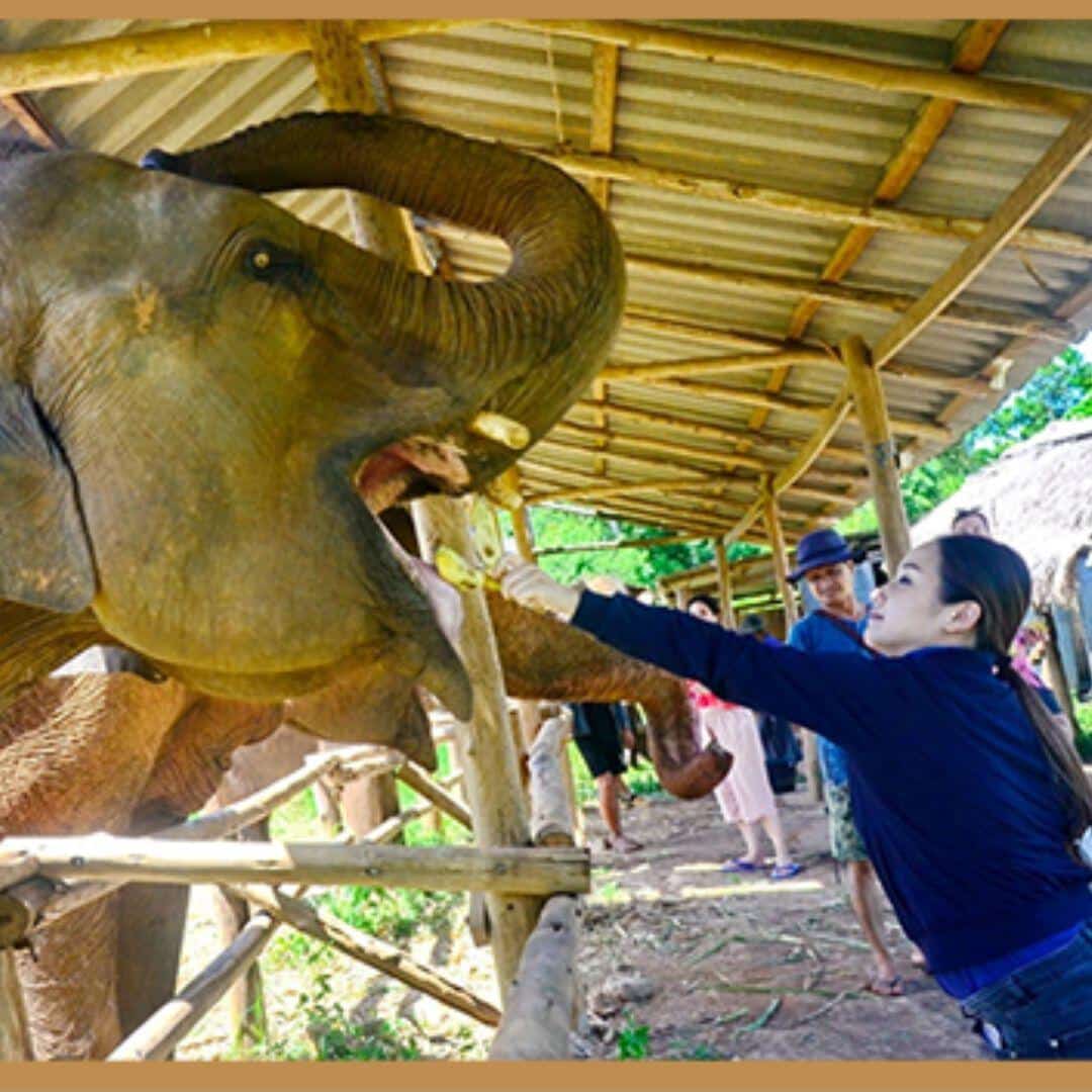 Prepare The Feast & Feed The Elephants photo 1